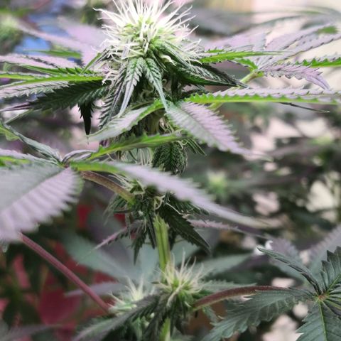 Bruce Banner growlog timeline photo