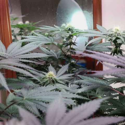 Bruce Banner growlog timeline photo