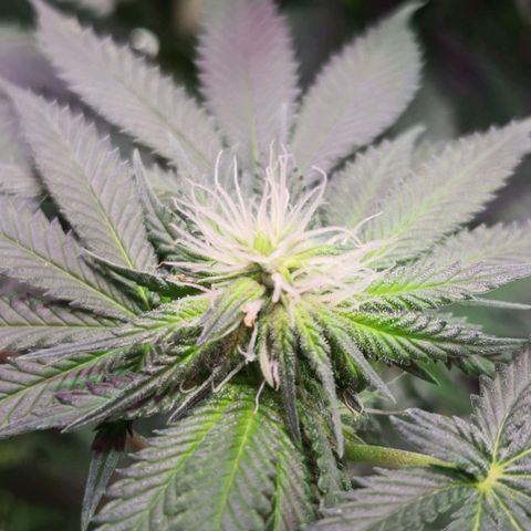 Bruce Banner growlog timeline photo