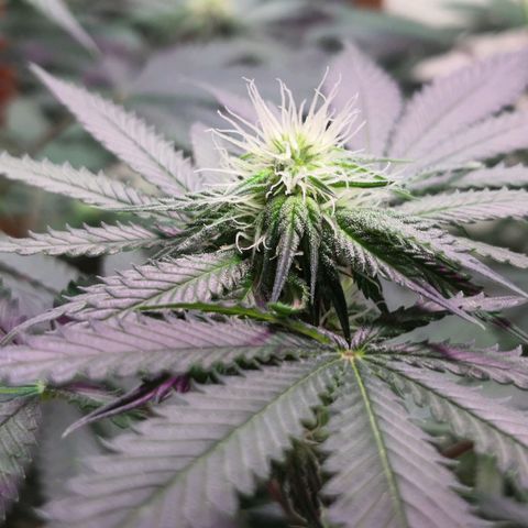 Bruce Banner growlog timeline photo