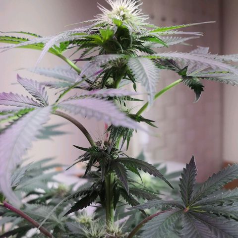 Bruce Banner growlog timeline photo