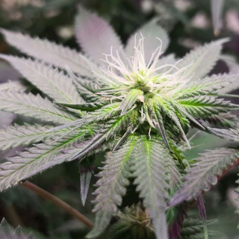 Bruce Banner growlog timeline photo