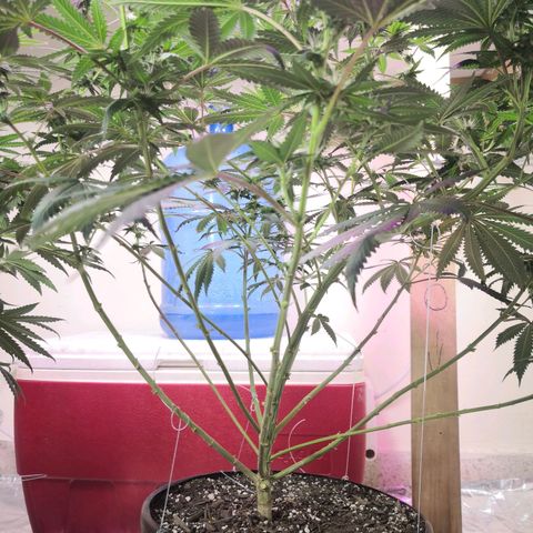 Bruce Banner growlog timeline photo