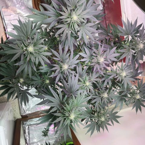Bruce Banner growlog timeline photo