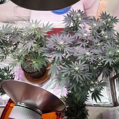 Bruce Banner growlog timeline photo