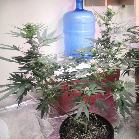 Bruce Banner growlog timeline photo