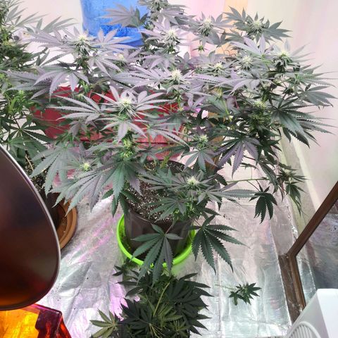 Bruce Banner growlog timeline photo
