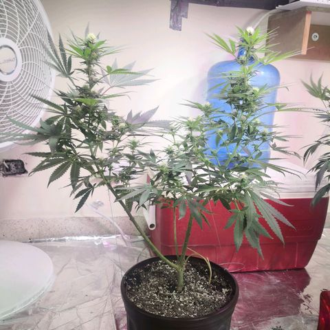 Bruce Banner growlog timeline photo
