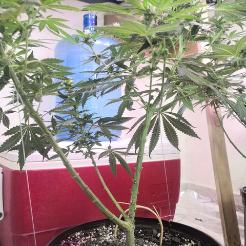 Bruce Banner growlog timeline photo