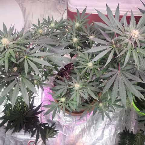 Bruce Banner growlog timeline photo