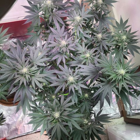 Bruce Banner growlog timeline photo