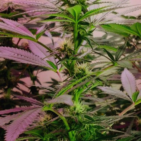 Bruce Banner growlog timeline photo