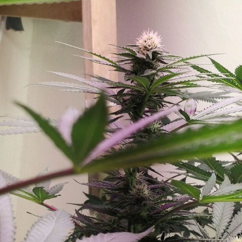 Bruce Banner growlog timeline photo