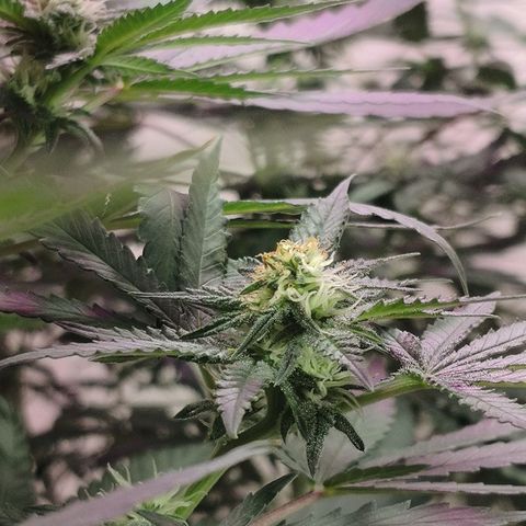 Bruce Banner growlog timeline photo