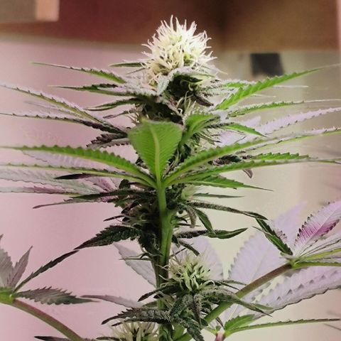 Bruce Banner growlog timeline photo
