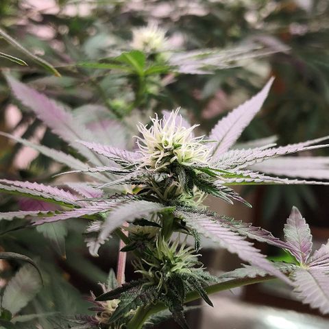 Bruce Banner growlog timeline photo