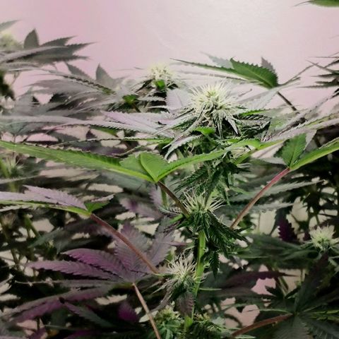 Bruce Banner growlog timeline photo