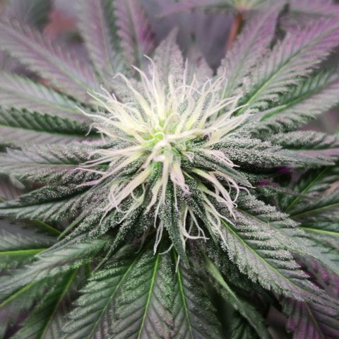 Bruce Banner growlog photo: Finally getting some frost all over. 