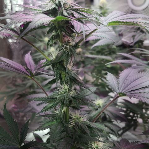 Bruce Banner growlog photo: Finally getting some frost all over. 