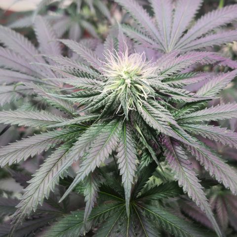 Bruce Banner growlog photo: Finally getting some frost all over. 