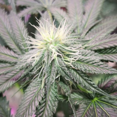 Bruce Banner growlog photo: Finally getting some frost all over. 