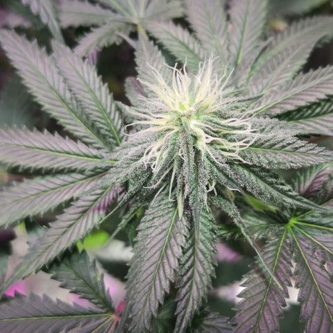 Bruce Banner growlog photo: Finally getting some frost all over. 
