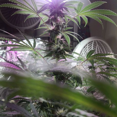 Bruce Banner growlog photo: Finally getting some frost all over. 