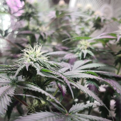 Bruce Banner growlog photo: Finally getting some frost all over. 