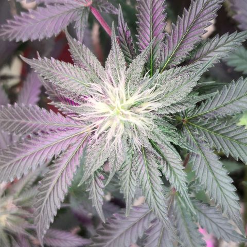 Bruce Banner growlog photo: Finally getting some frost all over. 
