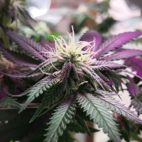Bruce Banner growlog timeline photo