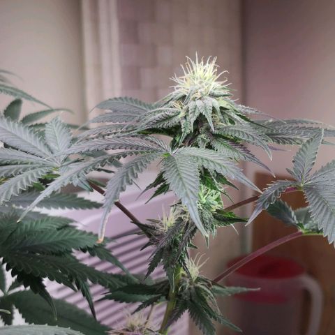 Bruce Banner growlog timeline photo