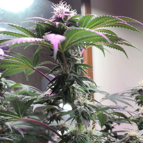 Bruce Banner growlog timeline photo