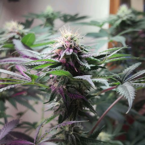 Bruce Banner growlog photo: 1st day of 12th week from germination
1st day of 5th week of flower