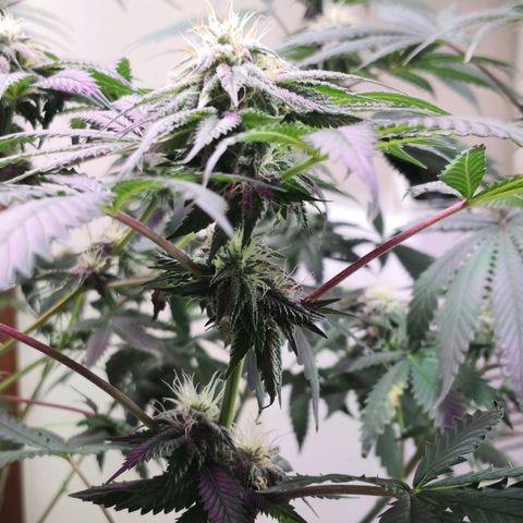 Bruce Banner growlog photo: 1st day of 12th week from germination
1st day of 5th week of flower