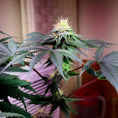 Bruce Banner growlog photo: 1st day of 12th week from germination
1st day of 5th week of flower