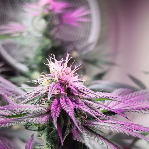 Bruce Banner growlog photo: 1st day of 12th week from germination
1st day of 5th week of flower