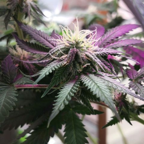 Bruce Banner growlog photo: 1st day of 12th week from germination
1st day of 5th week of flower
