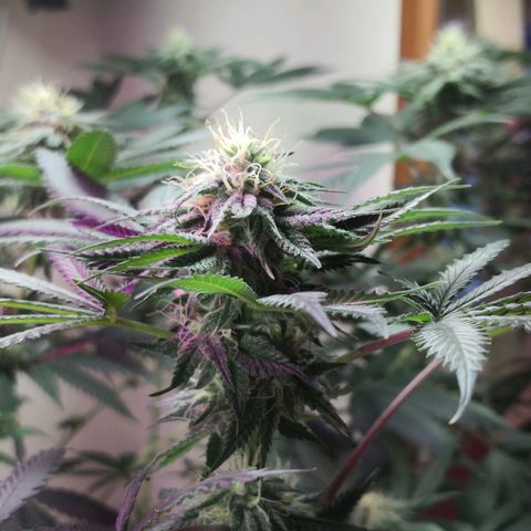 Bruce Banner growlog photo: 1st day of 12th week from germination
1st day of 5th week of flower