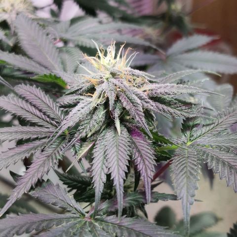 Bruce Banner growlog photo: 1st day of 12th week from germination
1st day of 5th week of flower