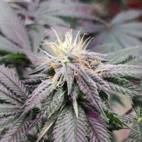 Bruce Banner growlog photo: 1st day of 12th week from germination
1st day of 5th week of flower