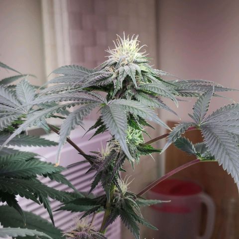 Bruce Banner growlog photo: 1st day of 12th week from germination
1st day of 5th week of flower