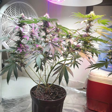 Bruce Banner growlog timeline photo