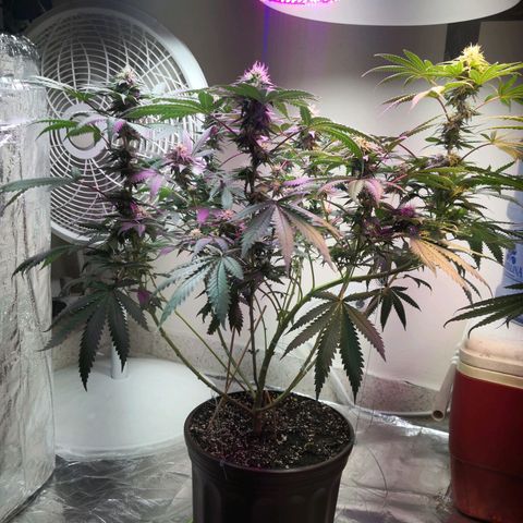 Bruce Banner growlog timeline photo