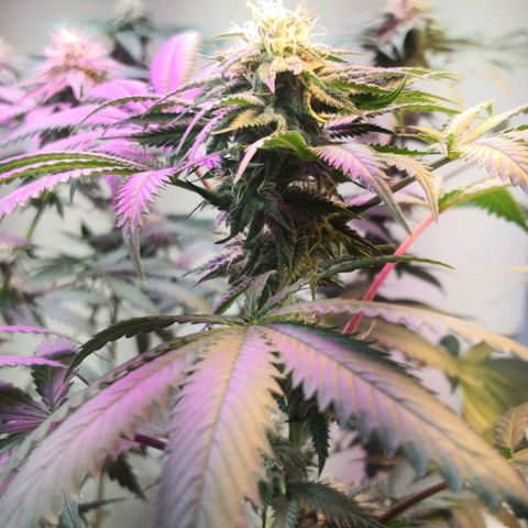 Bruce Banner growlog timeline photo