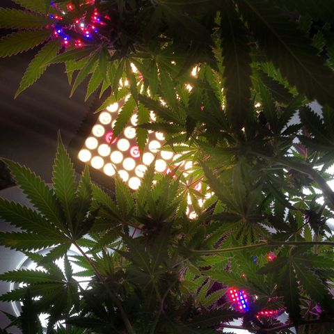 Bruce Banner growlog photo: New full spectrum led grow light. Advertised as 1000wbut really more like 100w. About 3000k.