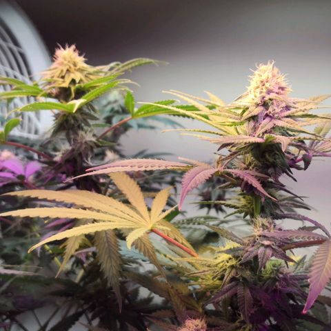 Bruce Banner growlog photo: Ww in the right / bb in the back