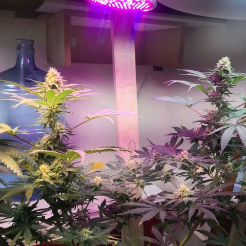 Bruce Banner growlog timeline photo