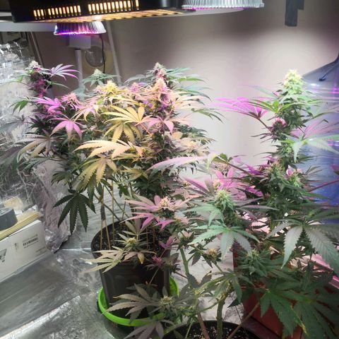 Bruce Banner growlog timeline photo