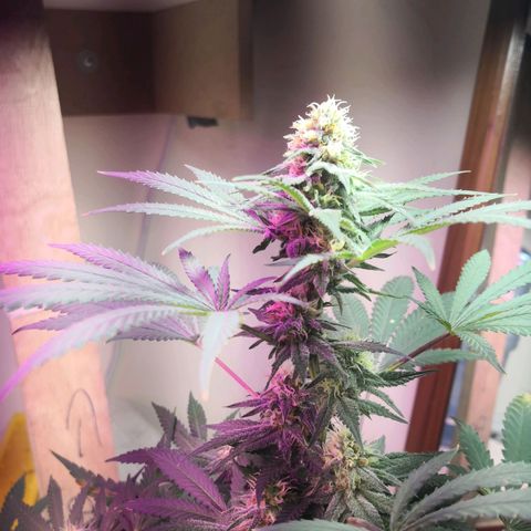 Bruce Banner growlog timeline photo