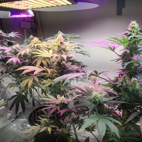 Bruce Banner growlog timeline photo